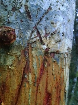 Elk graffiti-marks left on tree from where elk polished his horns