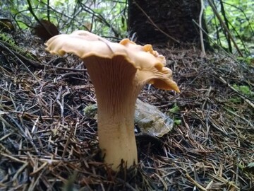 chantrelle mushroom